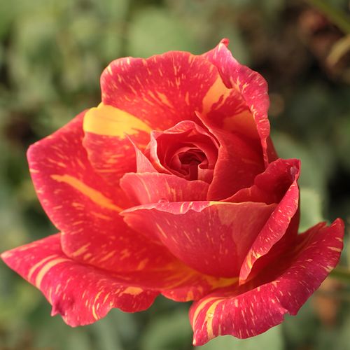 Rosa Ambossfunken™ - vörös - sárga - Teahibrid virágú - magastörzsű rózsafa- egyenes szárú koronaforma